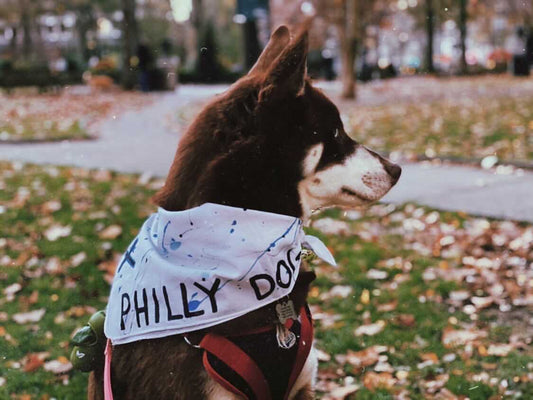 Philly Dog white bandana